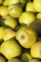 Apple, Malus domestica  'Lemon pippin', Close up of harvested fruit.-