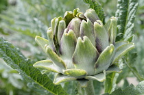 Globe Artichoke, Cynara scolymus, Close up of the fllowerhead growing outdoor.-