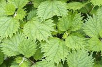 White Ramie, Boehmeria utilis, Aerial view of leaves showing pattern.-