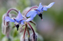 Borage, Borago offinalis, Close up of two blue coloured flowers growing outdoor.