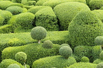 Box, Common Box, Buxus sempervirens, Cloud Topiary.-