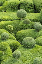 Box, Common Box, Buxus sempervirens, Cloud Topiary.-