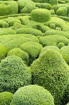 Box, Common Box, Buxus sempervirens, Cloud Topiary.-