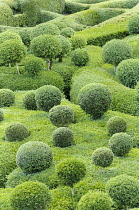 Box, Common Box, Buxus sempervirens, Cloud Topiary.-