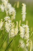Burnet, Sanguisorba 'White Tanna', White fluffy flowers growing outdoor.-