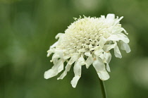 Scabious, Yellow Scabious, Cephalaria gigantea, Close up of white flower growing outdoor.-