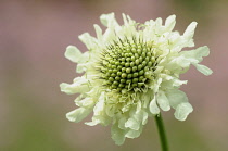 Scabious, Yellow Scabious, Cephalaria gigantea, Close up of white flower growing outdoor.-