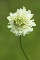 Scabious, Yellow Scabious, Cephalaria gigantea, Close up of white flower growing outdoor.-