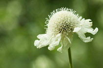 Scabious, Yellow Scabious, Cephalaria gigantea, Close up of white flower growing outdoor.-