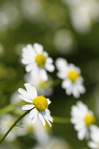 Chamomile, German Chamomile, Matricaria recutita, White daisy shaped flowers with yellow stamen growing outdoor.-