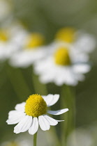 Chamomile, German Chamomile, Matricaria recutita, White daisy shaped flowers with yellow stamen growing outdoor.-