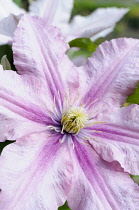 Clematis, Clematis ville de lyon, Close up of pink flower growing outdoor showing stamen.-