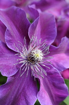 Clematis, Clematis 'Huvi', Close up of purple coloured flower showing stamen growing outdoor.