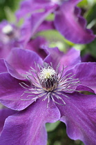 Clematis, Clematis 'Huvi', Close up of purple coloured flower showing stamen growing outdoor.