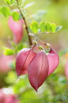 Orange Bladder-senna, Colutea arborescens x orientalis, Red coloured leaves growing outdoor.-