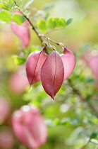 Orange Bladder-senna, Colutea arborescens x orientalis, Red coloured leaves growing outdoor.