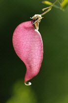 Orange Bladder-senna, Colutea arborescens x orientalis, Red coloured leaf growing outdoor.-