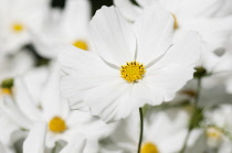 Cosmos, Cosmos bipinnatus, White daisy shaped flowers with yellow stamen growing outdoor.-