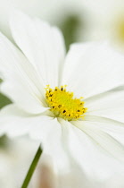 Cosmos, Cosmos bipinnatus, White daisy shaped flowers with yellow stamen growing outdoor.