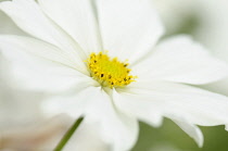 Cosmos, Cosmos bipinnatus, White daisy shaped flowers with yellow stamen growing outdoor.