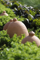 Endive, Cichorium endiva, Clay pots used to blanche endives.-