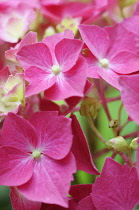 Hydrangea, Hydrangea macrophylla 'Westfalen', Close up of pink coloured flowers growing outdoor.