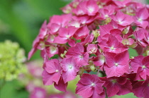 Hydrangea, Hydrangea macrophylla 'Westfalen', Close up of pink coloured flowers growing outdoor.