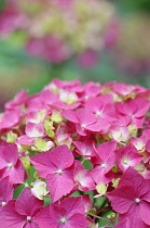 Hydrangea, Hydrangea macrophylla 'Westfalen', Close up of pink coloured flowers growing outdoor.