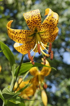 Lily, Turkscap lily, Lilium superbum, Yellow coloured flower growing outdoor.-