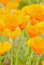 Poppy, Californian Poppy, Eschscholzia californica, Bright orange coloured flowers growing outdoor.-