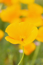 Poppy, Californian Poppy, Eschscholzia californica, Bright orange coloured flowers growing outdoor.
