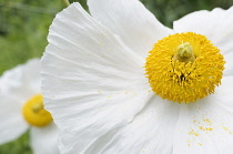 Poppy, Californian Tree Poppy,  Romneya coulteri, White flower with yellow stamen growing outdoor.-