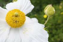 Poppy, Californian Tree Poppy,  Romneya coulteri, White flower with yellow stamen growing outdoor.