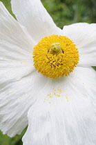 Poppy, Californian Tree Poppy,  Romneya coulteri, White flower with yellow stamen growing outdoor.-