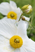 Poppy, Californian Tree Poppy,  Romneya coulteri, White flower with yellow stamen growing outdoor.