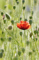 Poppy, Papaver rhoeas, Single red flower fin a field of green buds.-