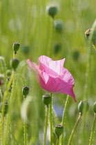 Poppy, Papaver rhoeas, Single pink flower fin a field of green buds.-