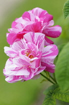 Rosamundi, Rosa gallica 'Versicolor', Pink coloured flowers growing outdoor.