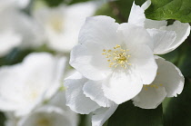 Rose, Wiclware Rose, Rosa 'Wickwar', Delicate white flowers growing outdoor.-
