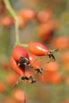 Rosehip, Rosa, Close up of red hips growing on the bush.-