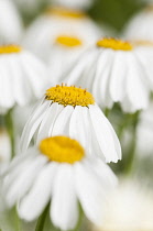 Dalmation Chrysanthemum, Tanacetum cinerariifolium, Wihte flowers with yelow stamen growing outdoor.-