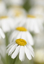 Dalmation Chrysanthemum, Tanacetum cinerariifolium, Wihte flowers with yelow stamen growing outdoor.