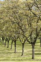 Walnut, Juglans regia, Line of trees in an orchard.-