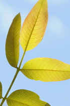Walnut, Juglans regia, Close up of back lit leaves growing outdoor.-