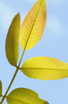 Walnut, Juglans regia, Close up of back lit leaves growing outdoor.-