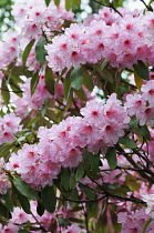 Rhododendron, Mass of bright pink coloured flowers growing outdoor.-