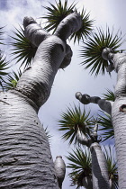 Canary Islands Dragon Tree, Dracaena draco, Looking skyward through tree.-