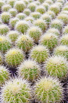 Cactus, Golden Barrel Cactus, Echinocactus grusonii, Mass of small spiky cacti.-