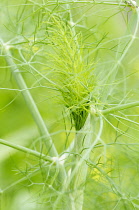 Fennel, Foeniculum vulgare, Close up detail showing network pattern.-