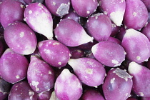 Prickly Pear Cactus, Opuntia cochenillifera, Close up of purple coloured fruit-